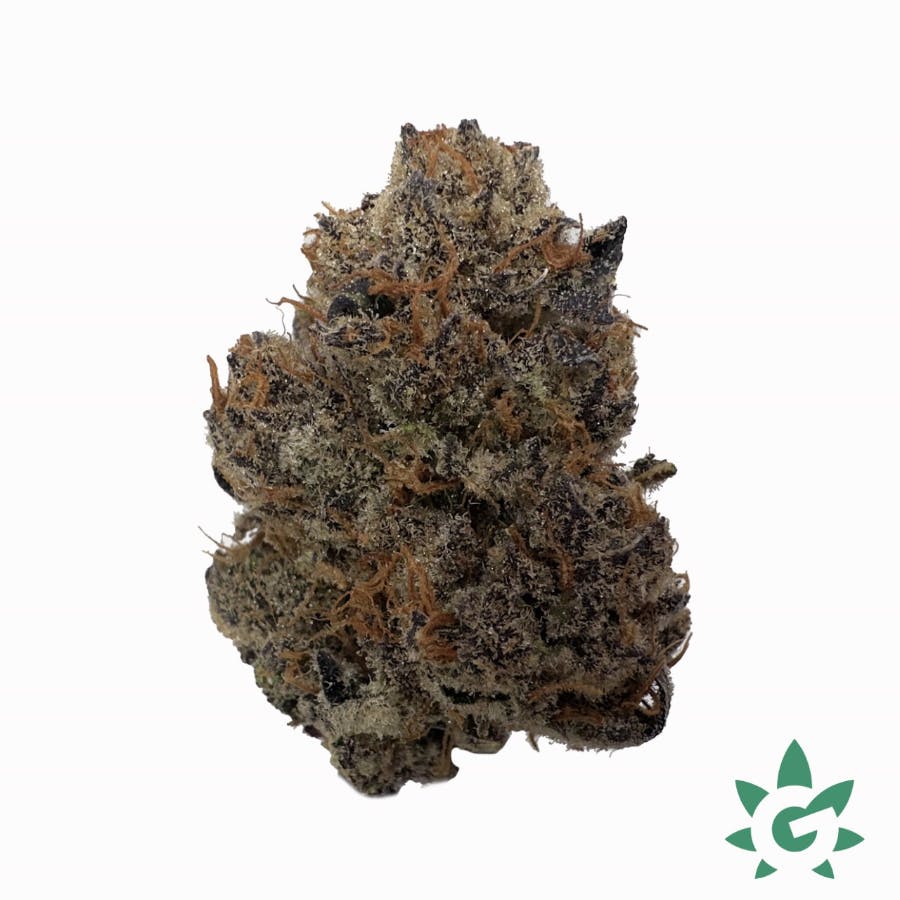 (MED) Dutch Touch Genetics - Cherry Chips #3 Buds