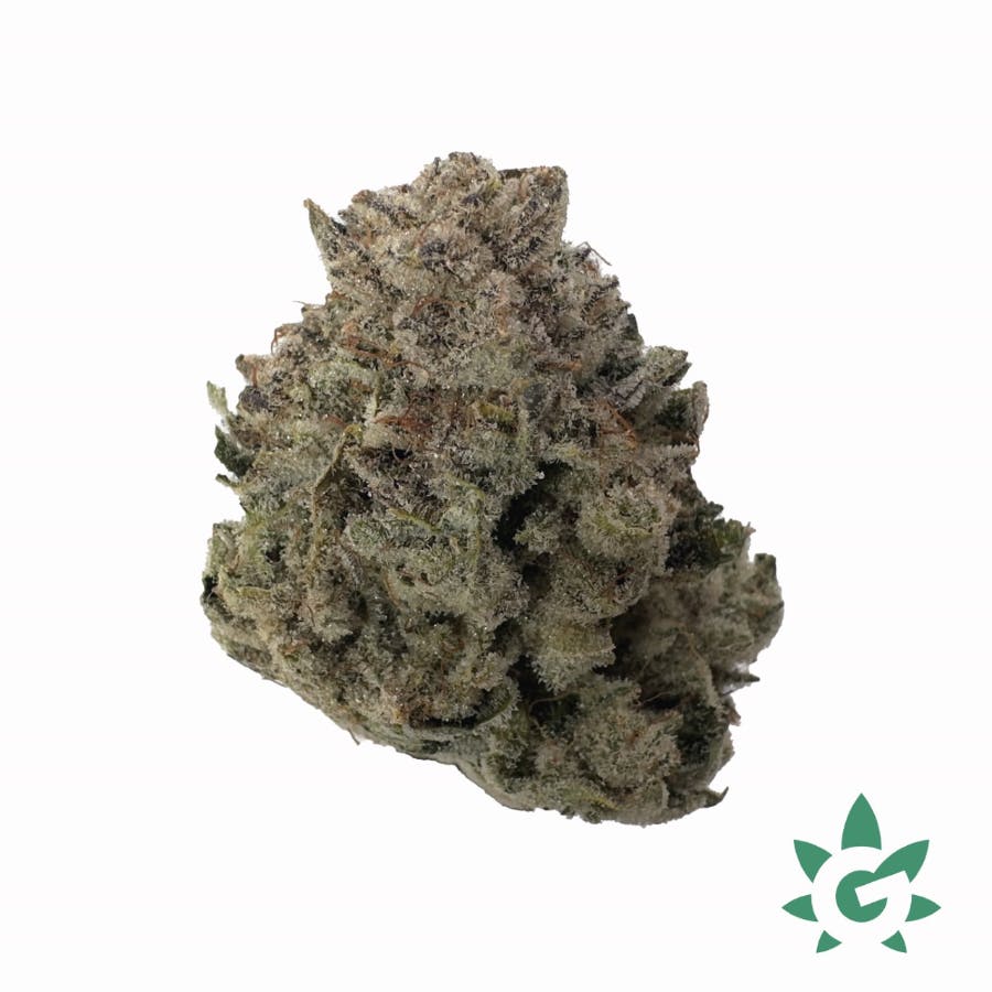 (MED) Dutch Touch Genetics - Time Bandit Buds
