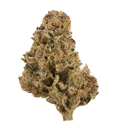 Mimosa