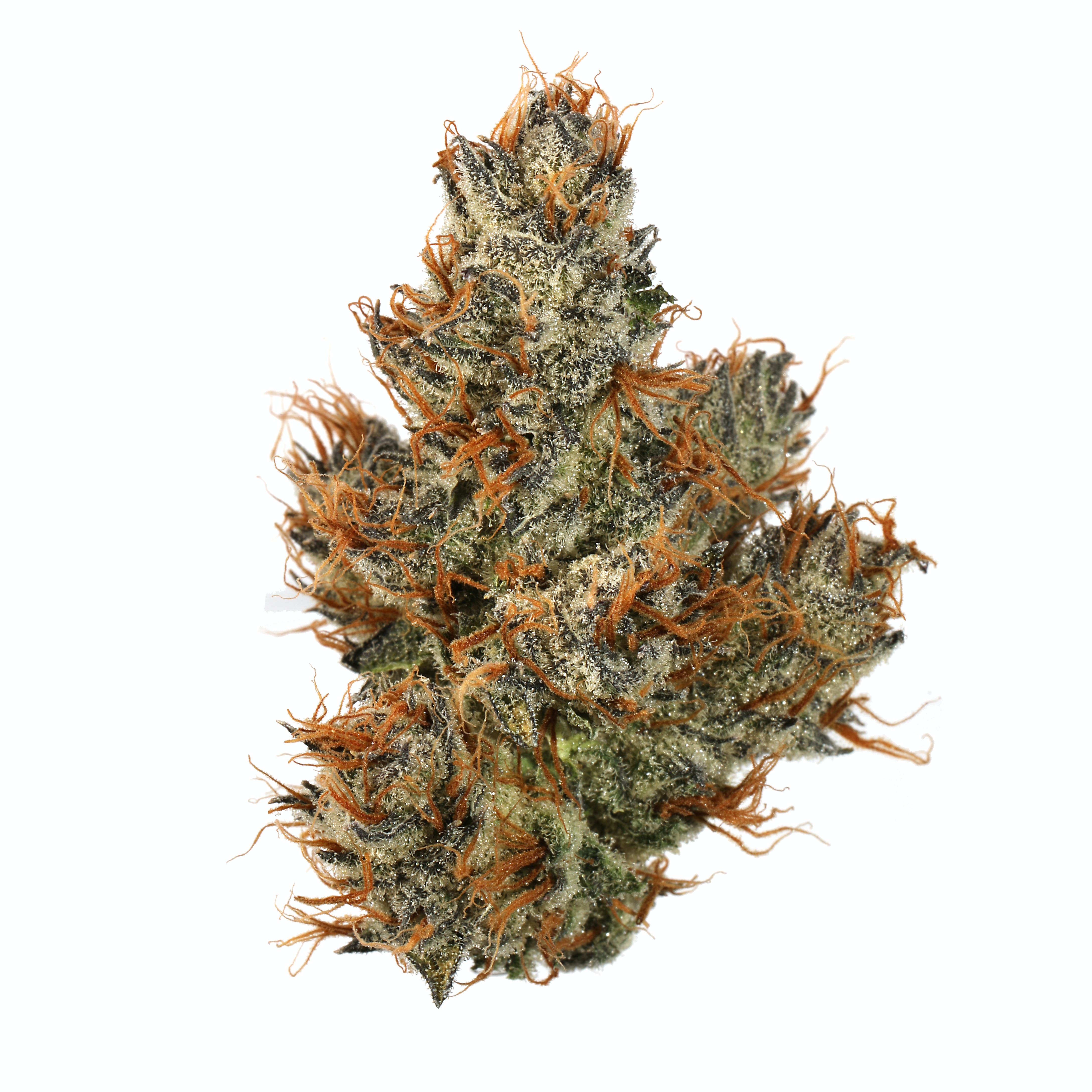 Original Green Bud