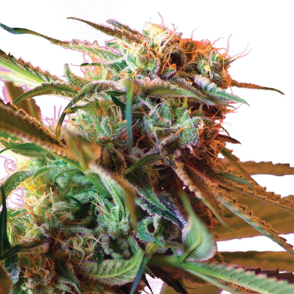 Wild Rose, Feminized