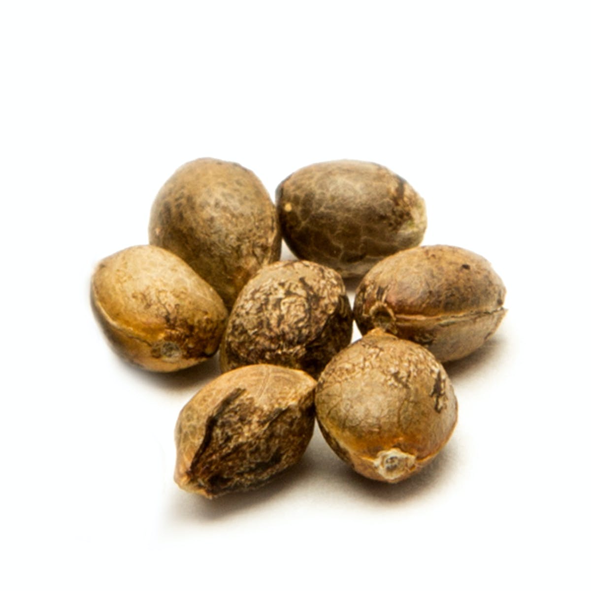 Goondox Rocks, Pack of 10