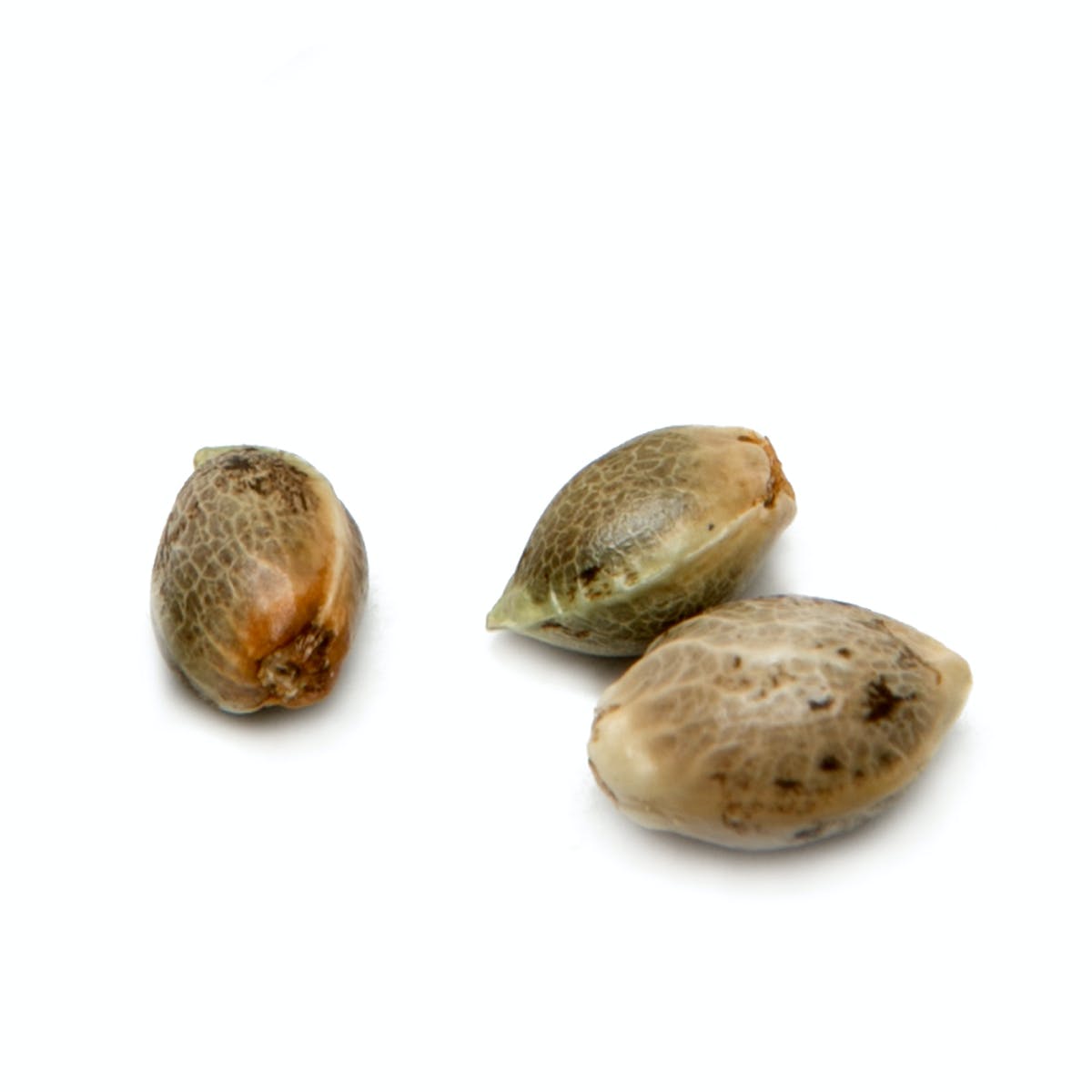 Truffle Shuffle, Pack of 10