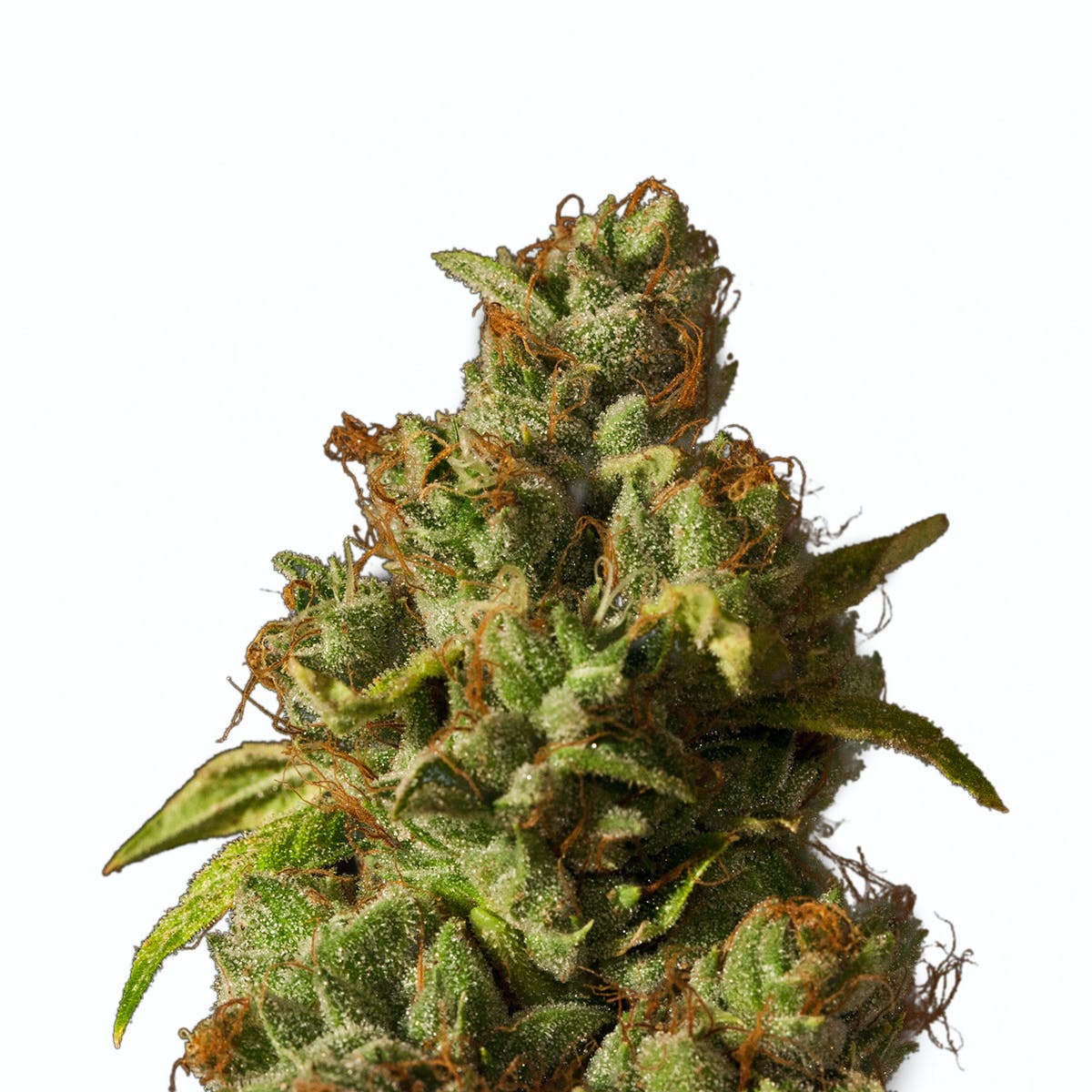 Rollex OG Kush