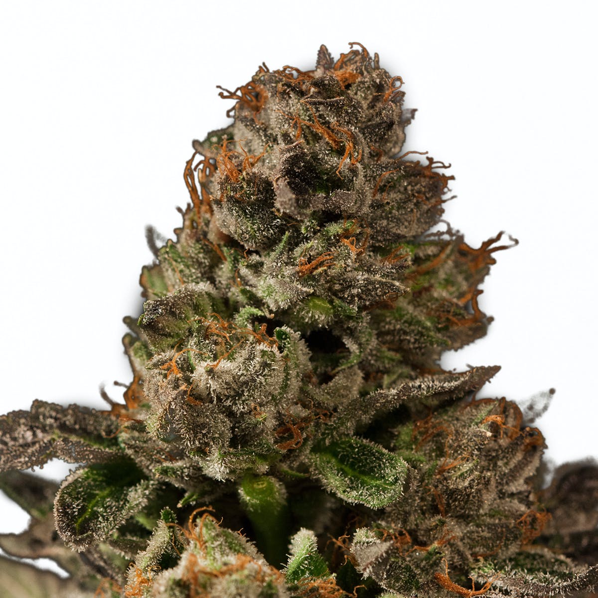 Strawberry Sour Diesel