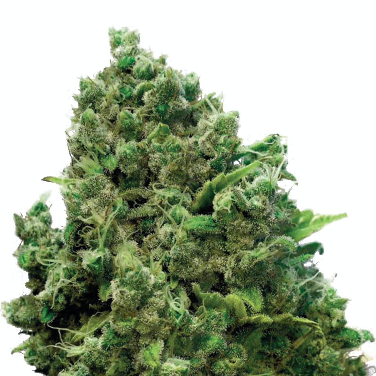 Critical Somango