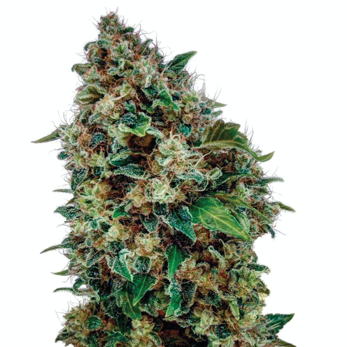 New York Diesel