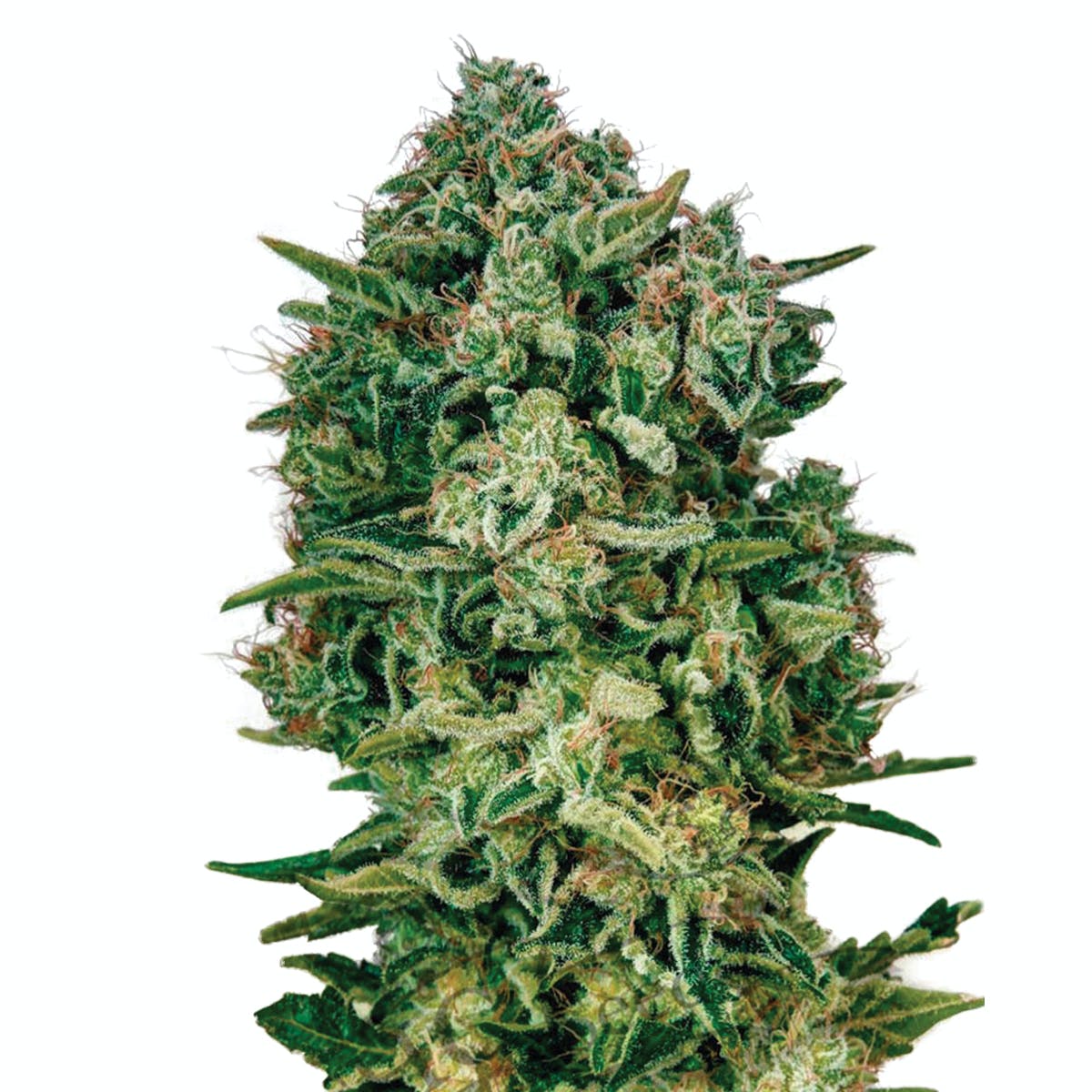 White Widow