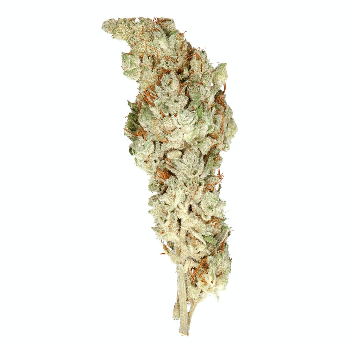 Killer Hash Plant