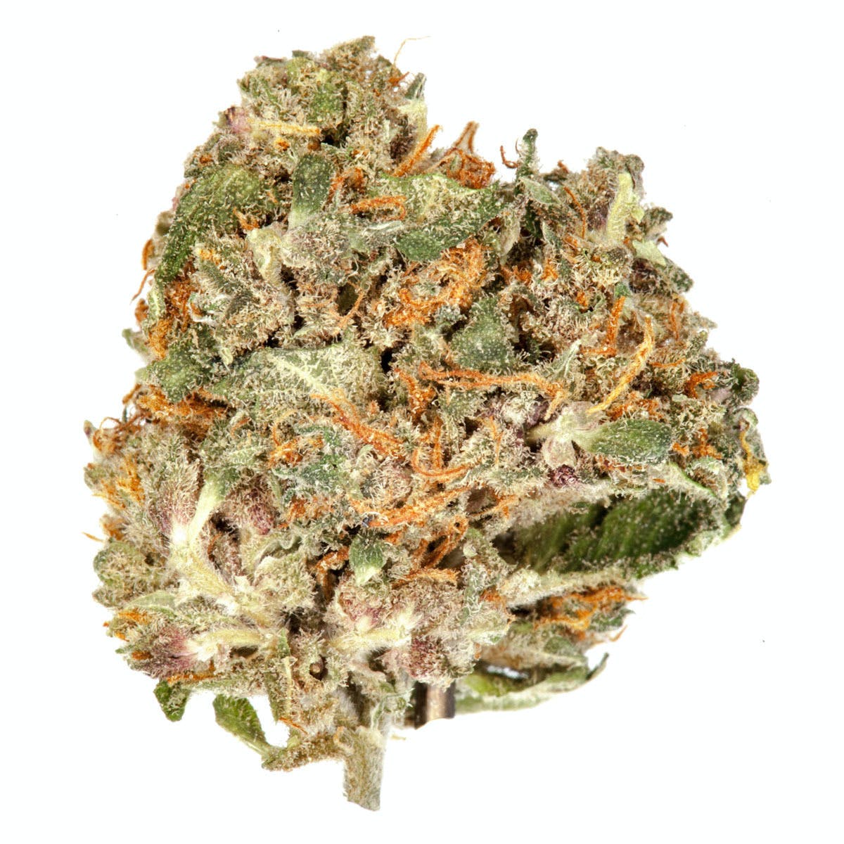 Purple Maroc
