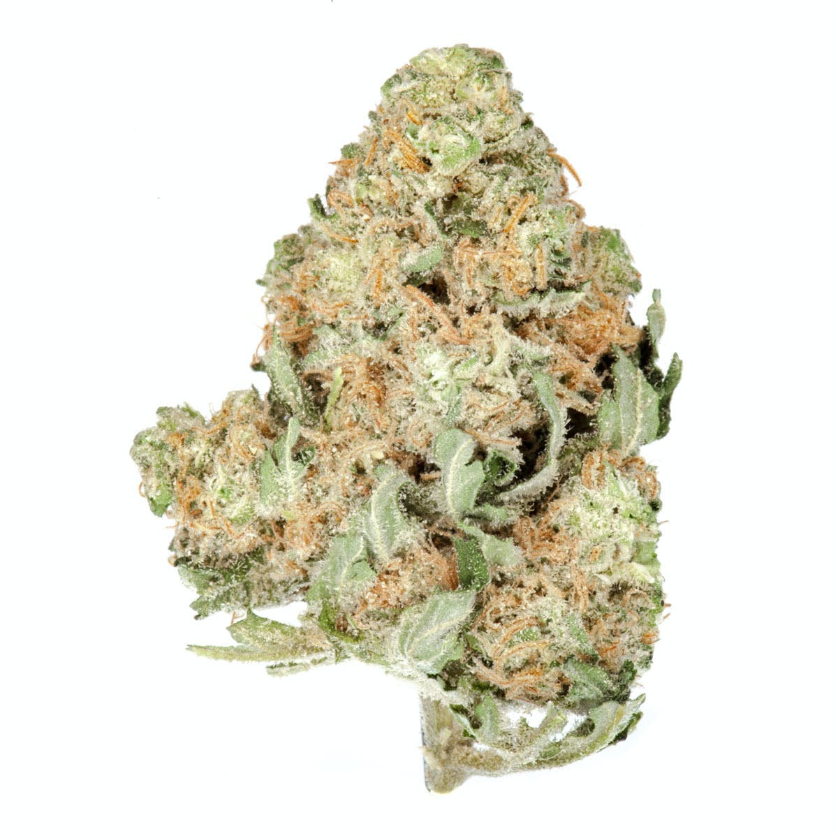 Skunk #1