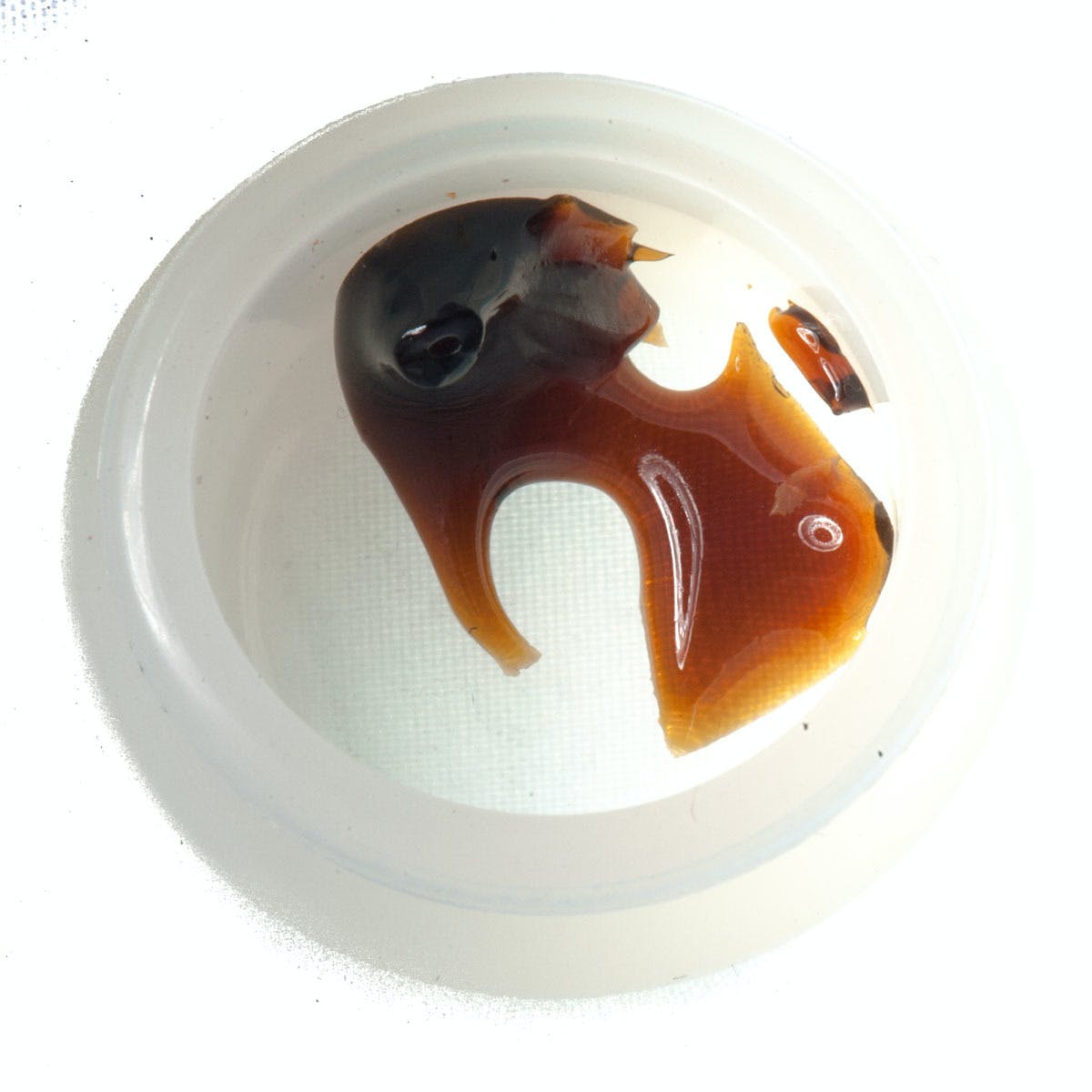 White Widow Shatter