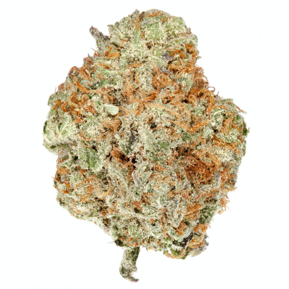 Wifi OG